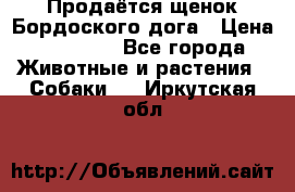 Продаётся щенок Бордоского дога › Цена ­ 37 000 - Все города Животные и растения » Собаки   . Иркутская обл.